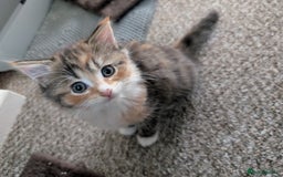 Mixed Breed cats for sale: 4 beautiful kittens for sale  - Image 16