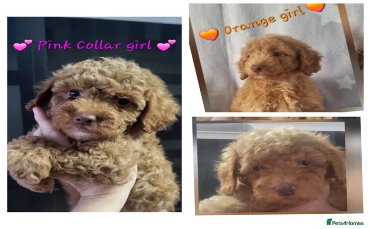 Cockapoo dogs - Advert 5