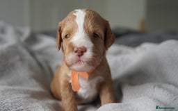 Cavapoo dogs for sale: Beautiful toy Cavapoo puppies 🐶 🐾 - Image 19
