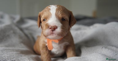 Cavapoo dogs - Advert 11