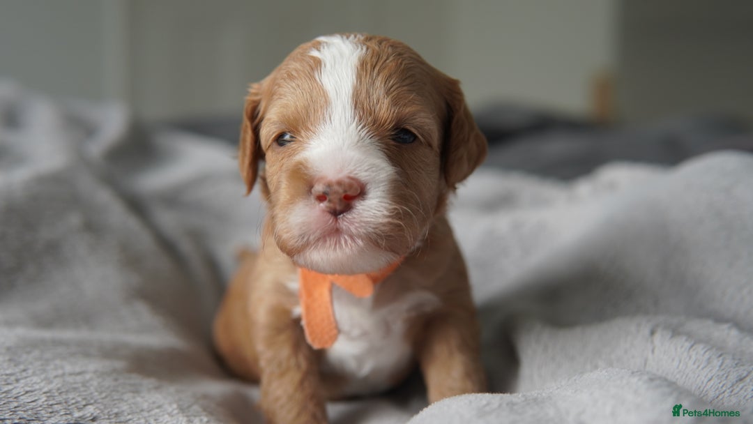 Cavapoo dogs for sale: Beautiful toy Cavapoo puppies 🐶 🐾 - Image 19