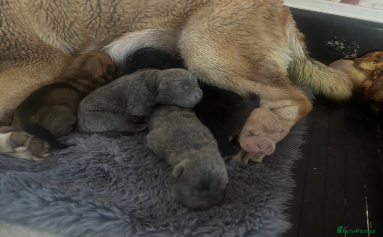 Shar Pei dogs - Advert 1