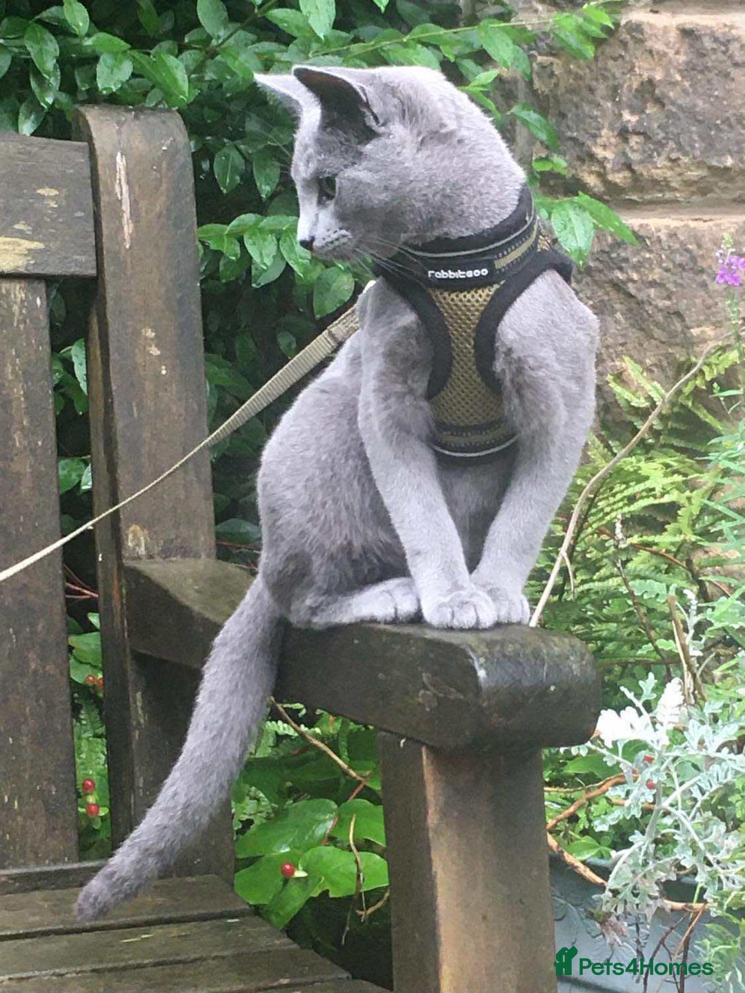 Russian Blue cats for sale: Russian Blue Kittens - Advert 4