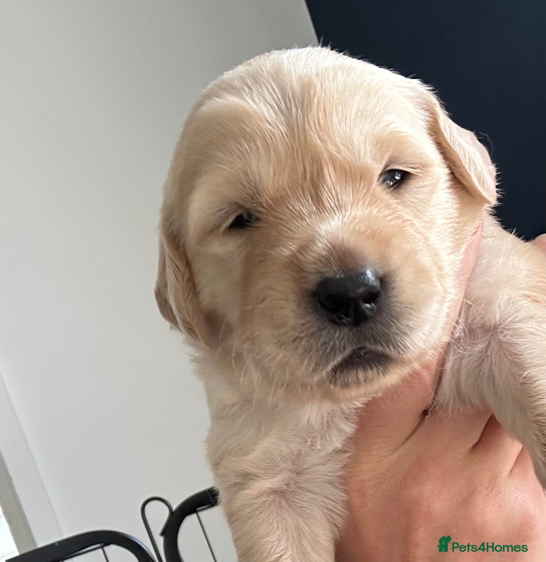 Golden Retriever dogs for sale: Golden retriever puppies!  - Image 14