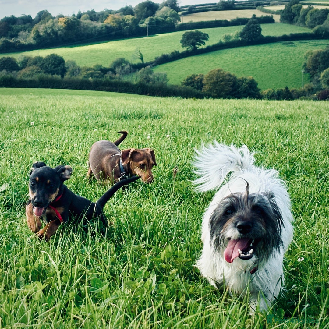 Mixed Breed dogs for sale: Daxijax/Jackshund/Dachshund/Jack - READY TO GO - Advert 7