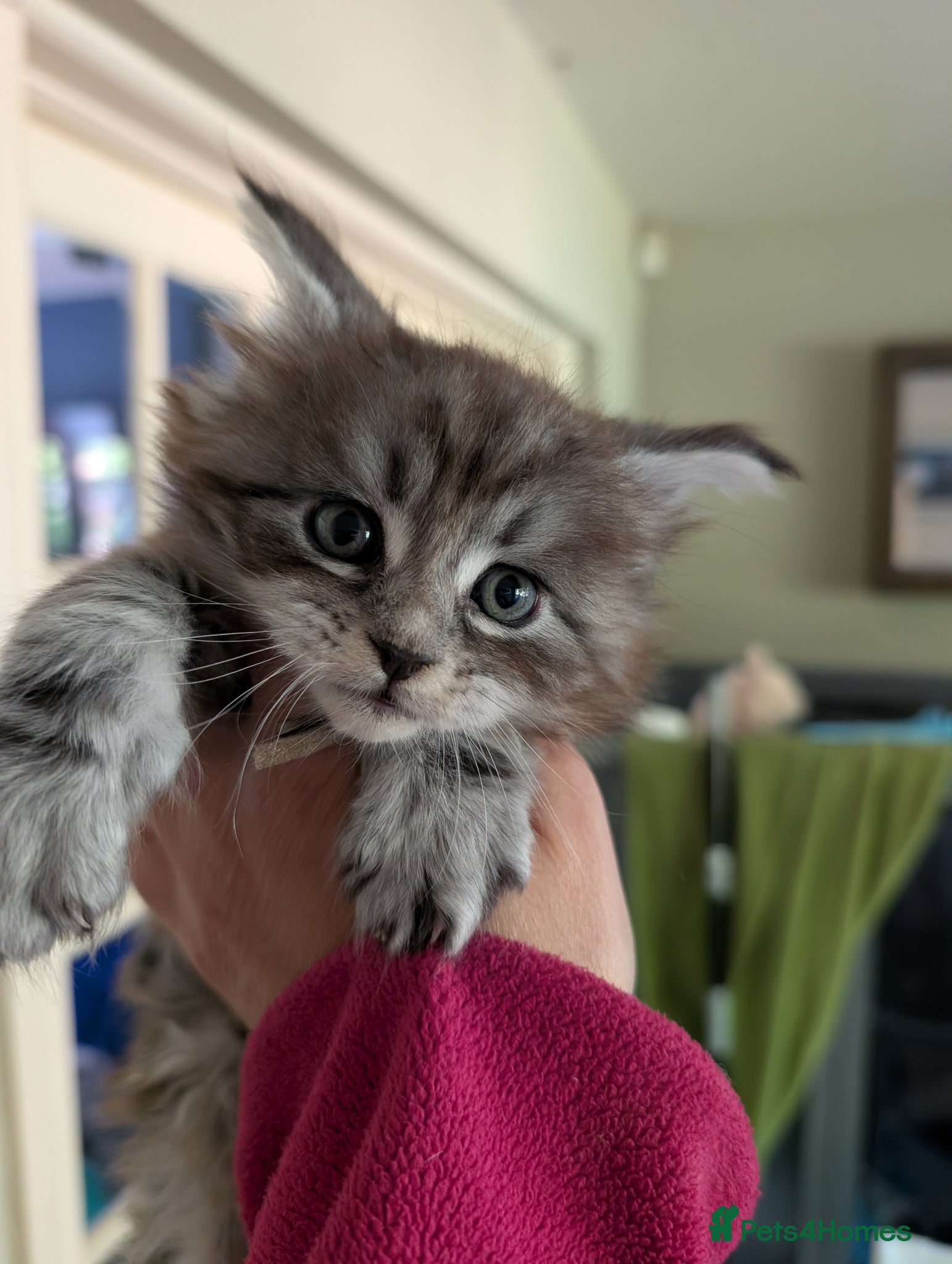 Maine Coon cats Tica Registered Maine coon Kittens  - Advert 1