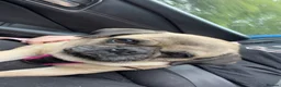 Pug dogs for sale: 5 year old pug  in Craven Arms - Advert 4