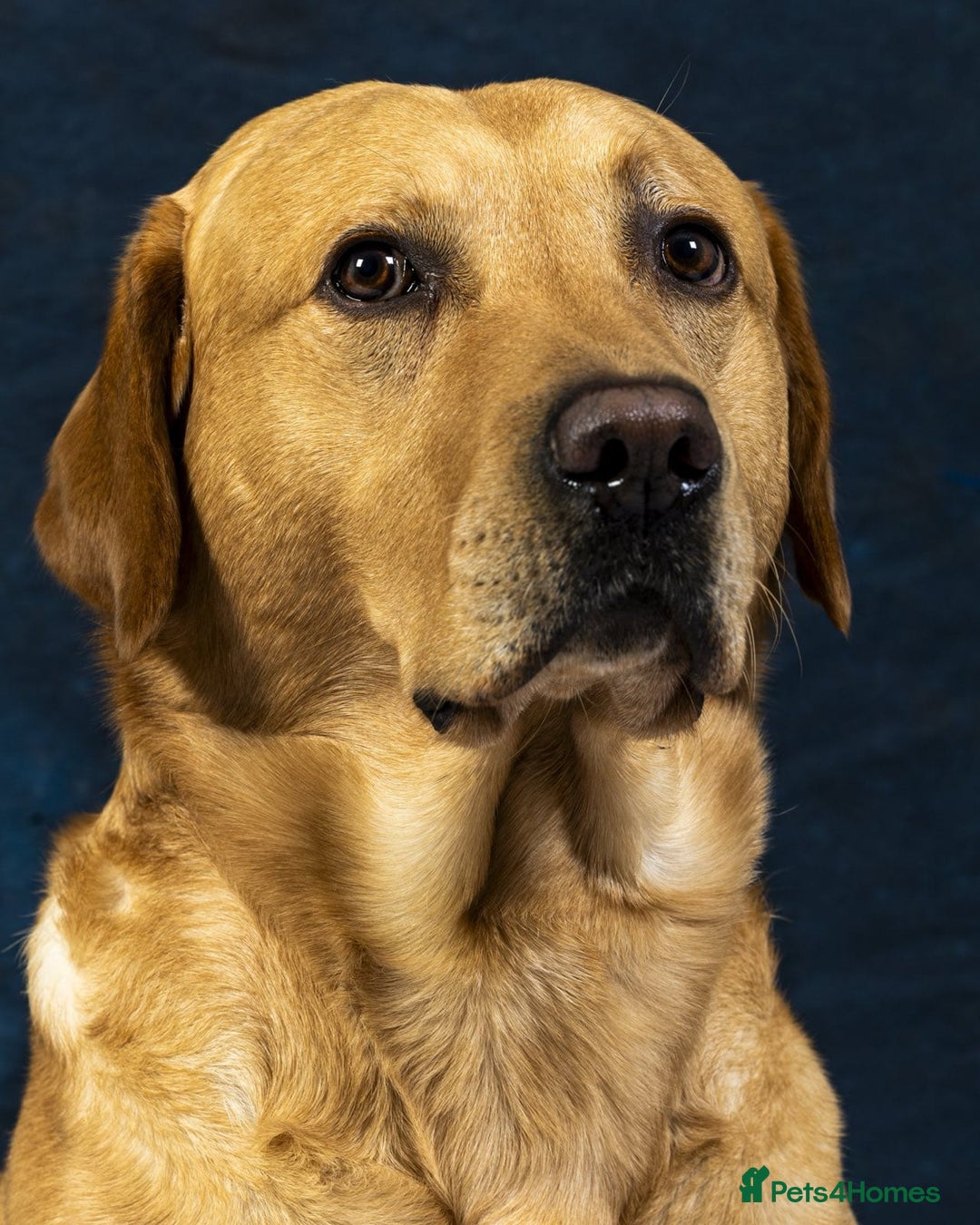 Labrador Retriever dogs for stud: Family Labrador to Stud - Advert 2