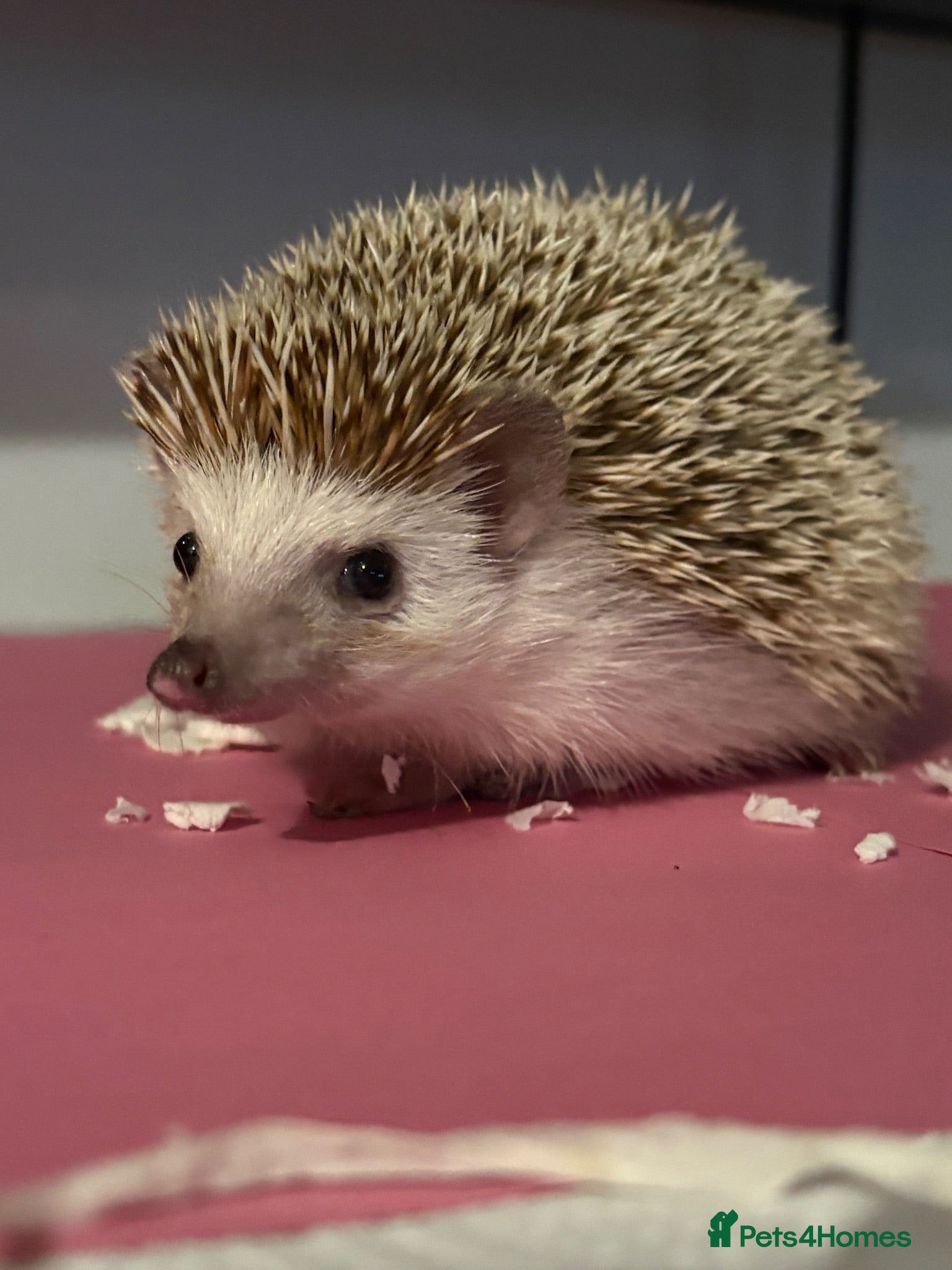 Pygmy Hedgehog rodents Caramilk - African Pygmy Hedgehog for sale - Advert 9