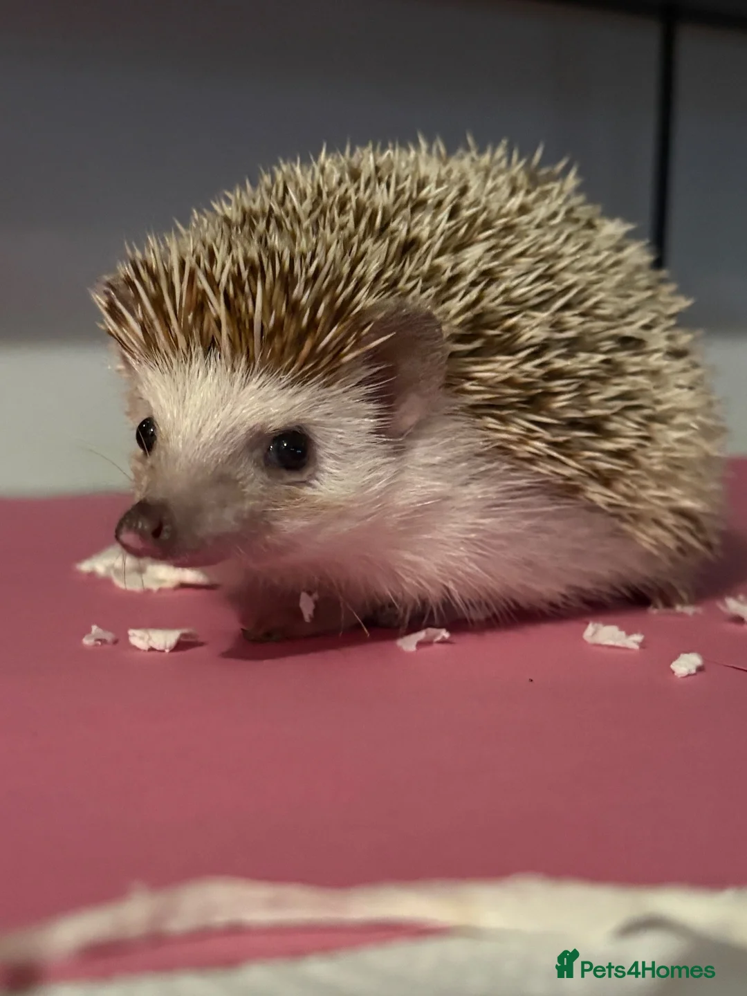 Pygmy Hedgehog rodents for sale: Caramilk - African Pygmy Hedgehog for sale in Chelmsford - Advert 1