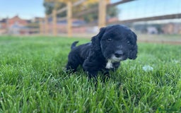 Sproodle dogs for sale: Stunning F1 sproodle  - Image 22