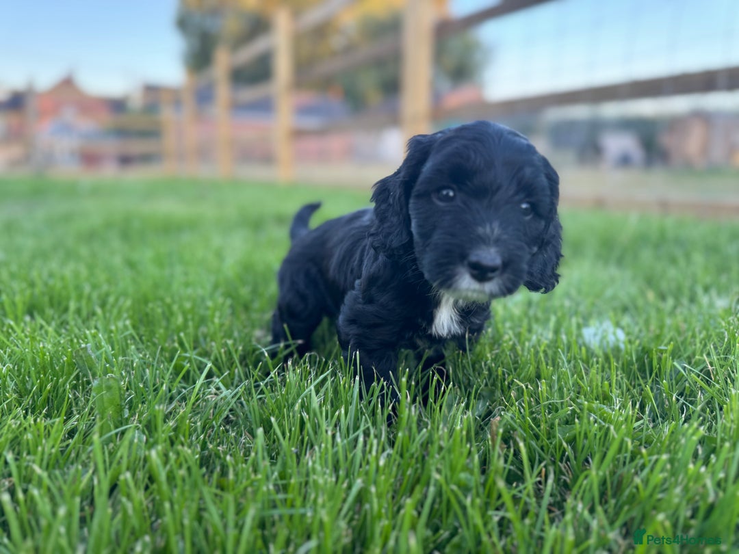 Sproodle dogs for sale: Stunning F1 sproodle  - Image 22