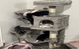 Domestic Shorthair cats for sale: Healthy 12-Week-Old Kittens — (Wormed, Ready Now!) - Image 3