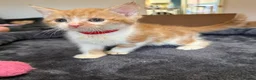 Mixed Breed cats for sale: 6 beautiful ginger kittens  - Advert 11