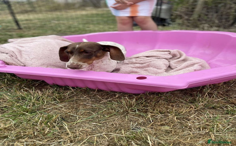 Miniature Dachshund dogs - Advert 10