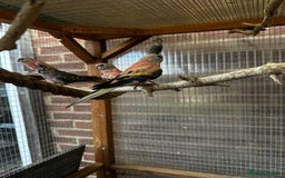 Parakeets birds for sale: Bourkes for sale  - Image 6