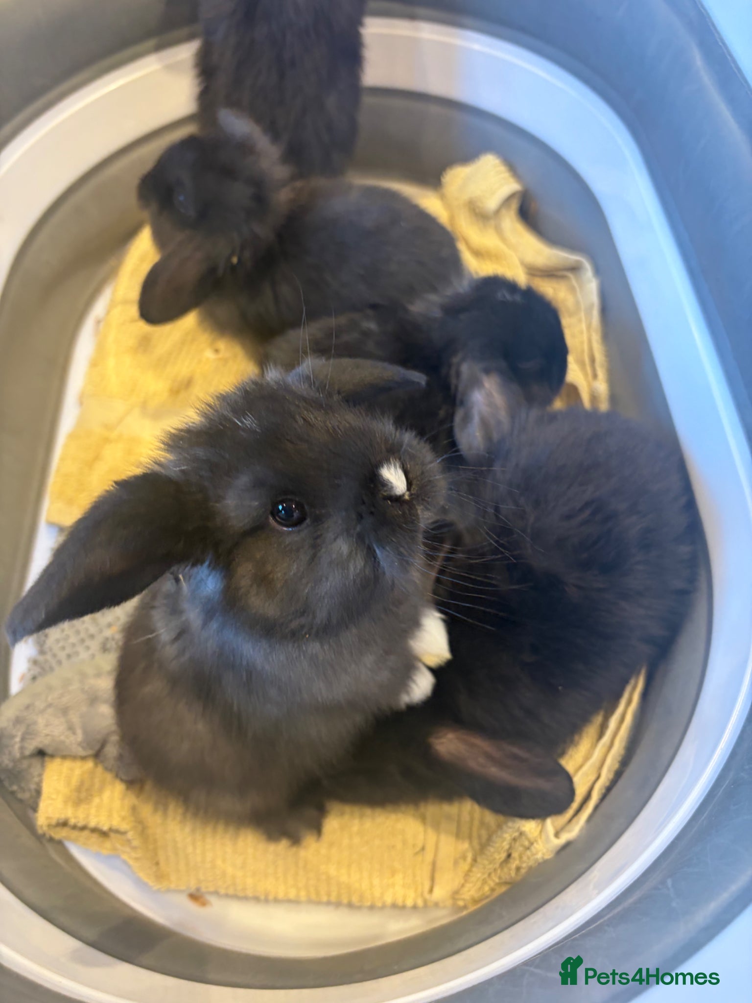 Mini Lop rabbits beautiful friendly mini lops  - Advert 17