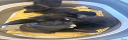 Mini Lop rabbits for sale: X 5 black beautiful fluffy mini lops  - Advert 3