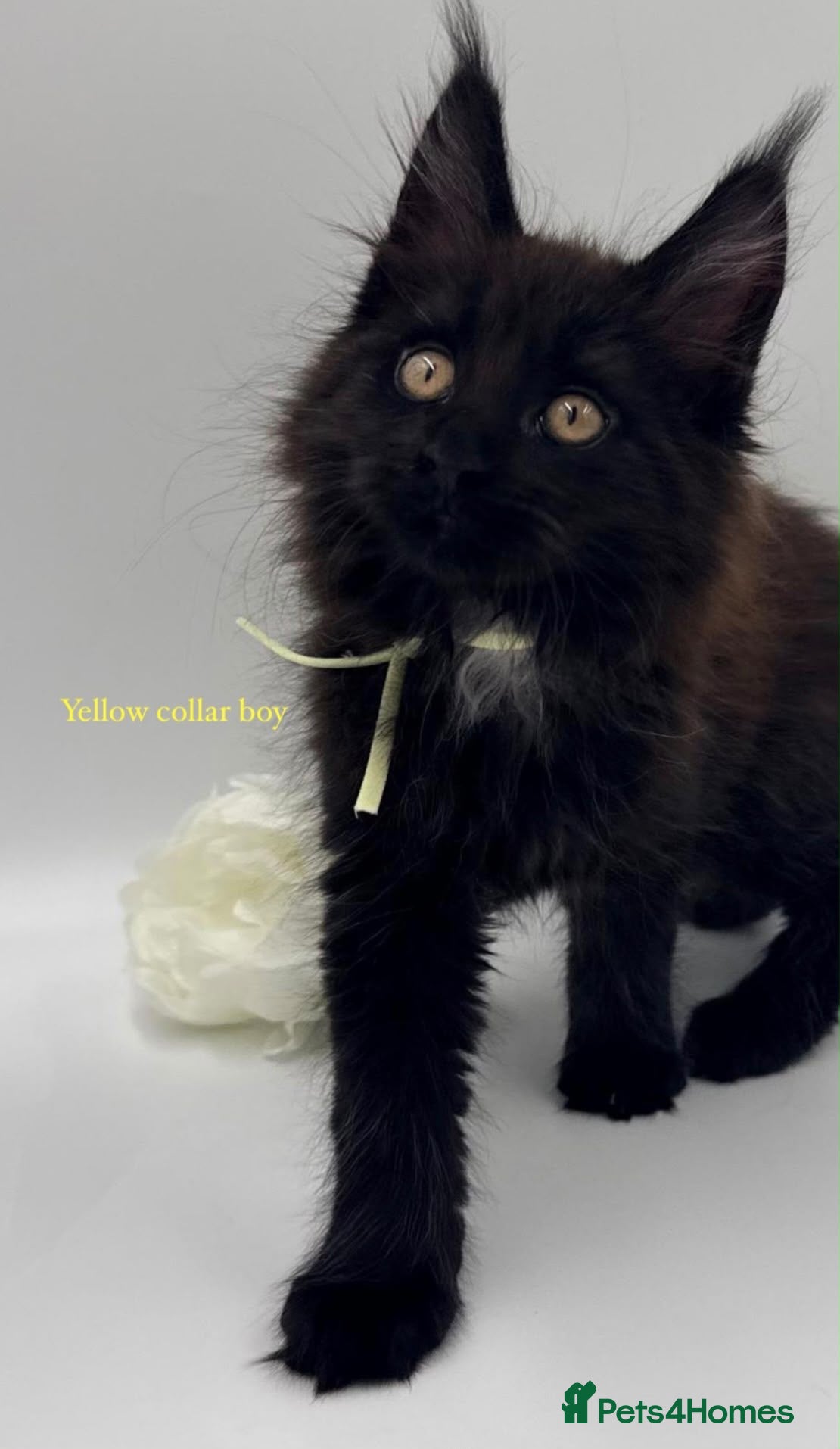 Maine Coon cats Maine coon kittens  - Advert 2