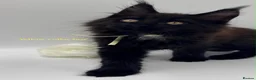 Maine Coon cats for sale: Maine coon kittens  - Advert 7