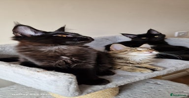 Maine Coon cats - Advert 14