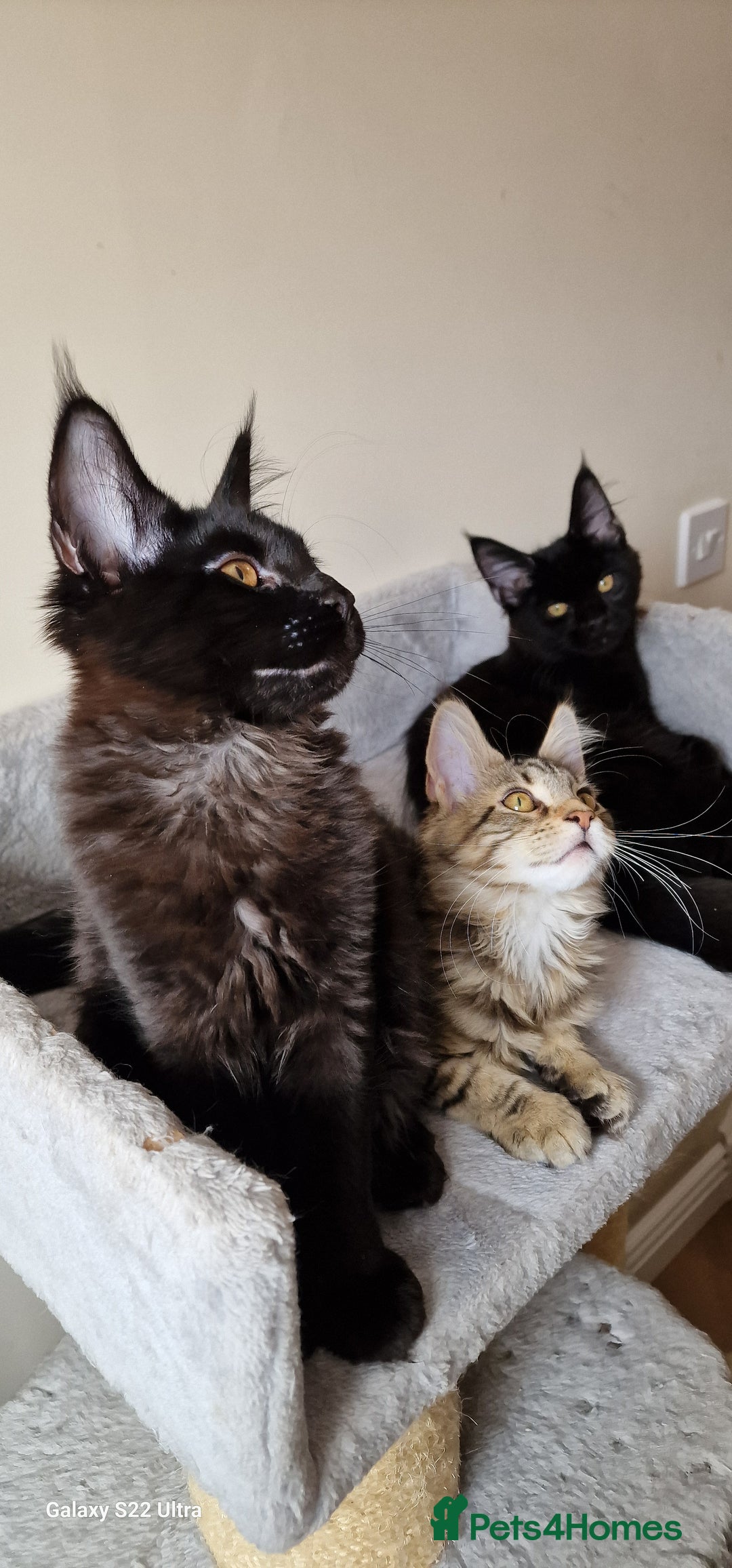 Maine Coon cats for sale: Pure Maine coon - Image 1