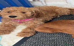 Goldendoodle dogs for sale: Top Quality Goldendoodle x Australian labradoodle  in Brough - Image 9