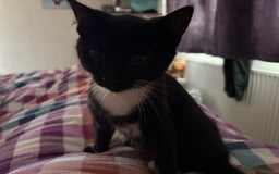 Mixed Breed cats for sale: Two kittens - Image 3