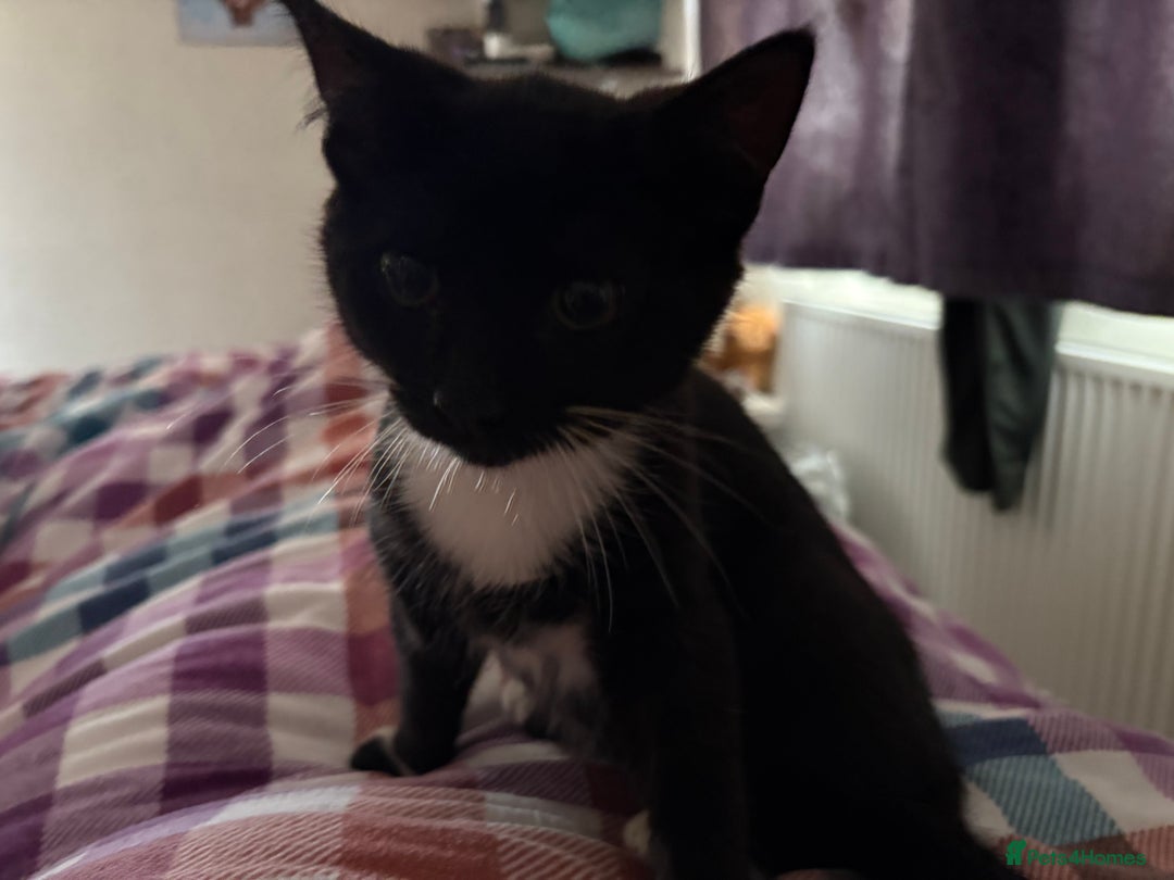 Mixed Breed cats for sale: Two kittens - Image 3