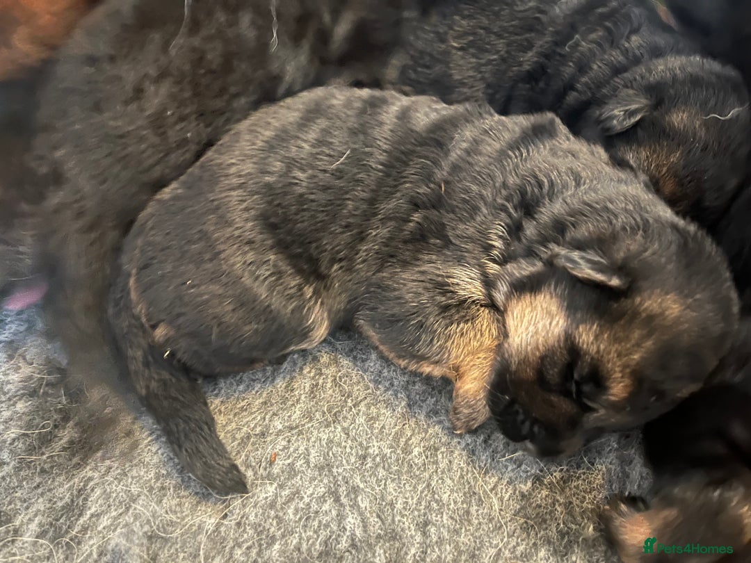 German Shepherd dogs for sale: Litter of puppies with a World Class Pedigree  - Advert 11