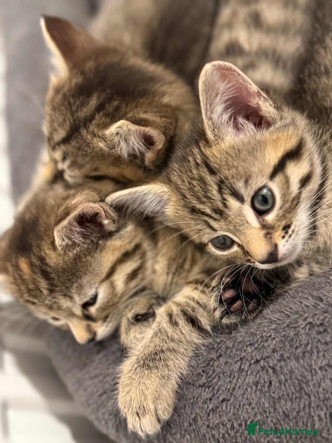 Mixed Breed cats for sale: 4 beautiful tabby kittens for sale  - Image 15