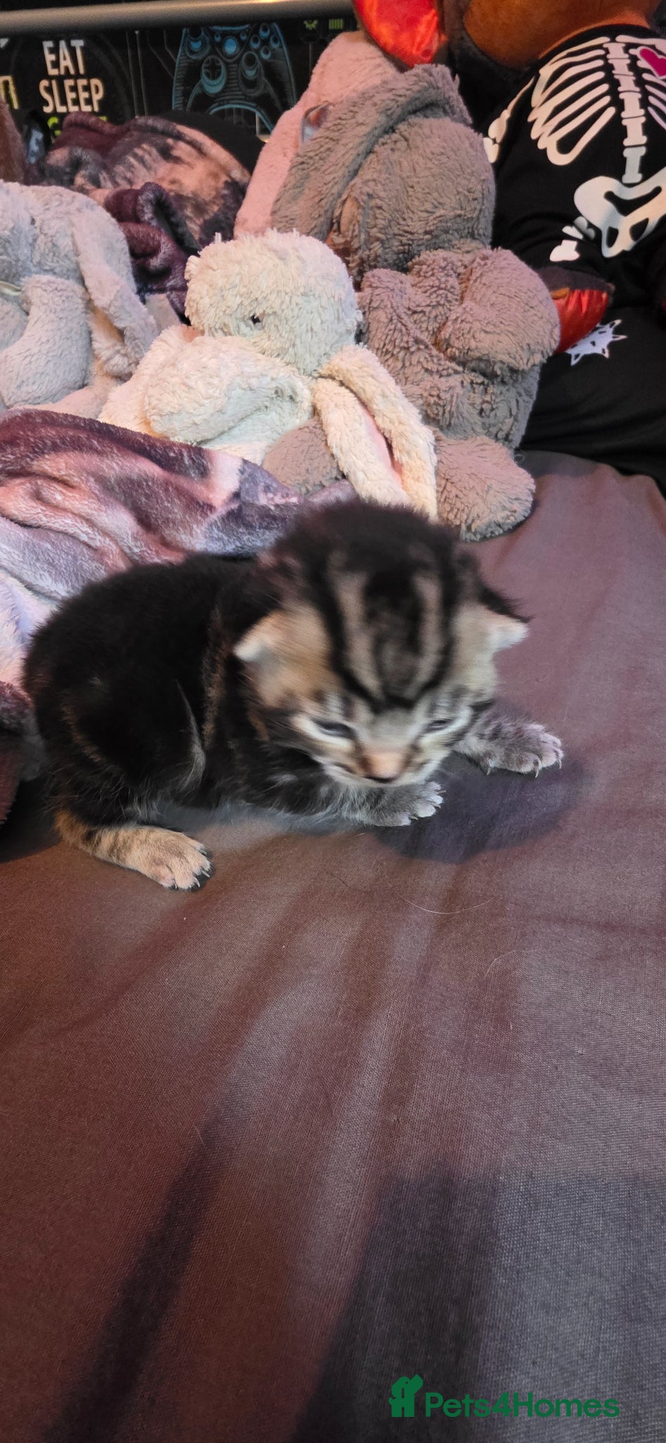 Mixed Breed cats 3 beautiful kittens  - Advert 1