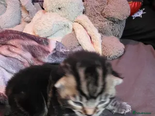 Mixed Breed cats 3 beautiful kittens - Advert 4