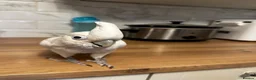 Cockatoo birds for sale: Goffin Cockatoo - Advert 3