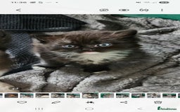 Mixed Breed cats for sale: Ragdoll x scottish fold kittens. Long haired - Image 17