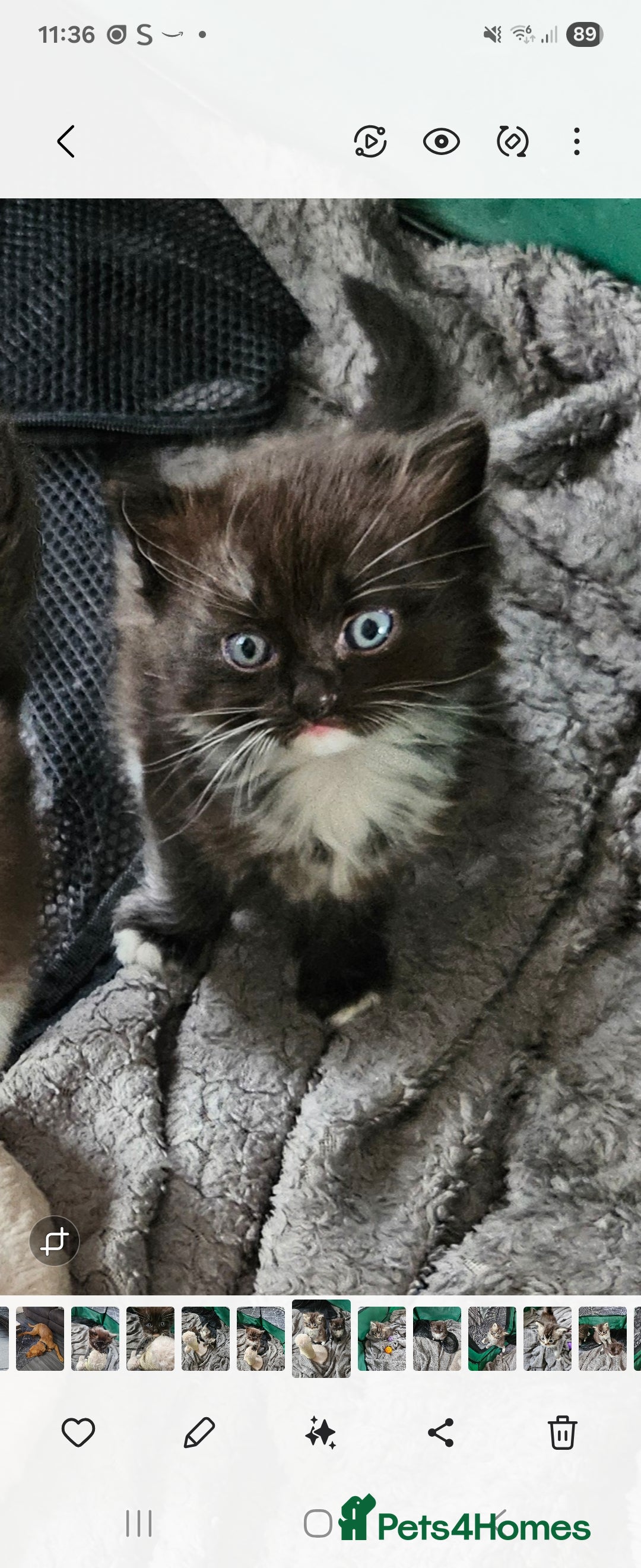 Mixed Breed cats for sale: Ragdoll x scottish fold kittens. Long haired - Image 17