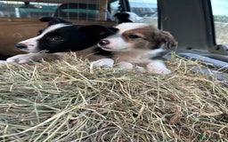 Border Collie dogs for sale: For sale 6 beautiful border collie puppies  - Image 1