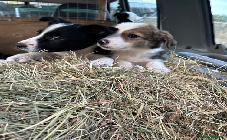 Border Collie dogs - Advert 3