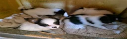 Papillon dogs for sale: Gorgeous Papillon puppies  - Advert 3