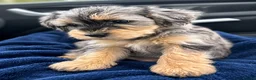 Miniature Schnauzer dogs for sale: Stunning & extremely rare coloured Schnoodle girl  - Advert 3