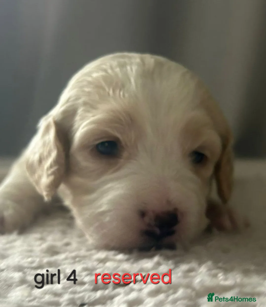 Cockapoo dogs for sale: F1b cockapoo puppies - Advert 14