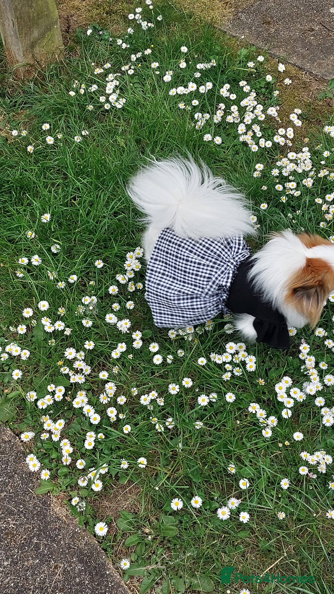 Mixed Breed dogs for sale: Dog for sale  in Gillingham - Advert 8