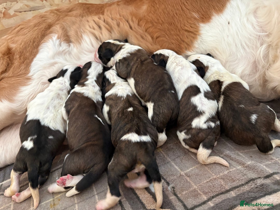 Saint Bernard dogs for sale: Litter of Saint Bernard puppies - Advert 7