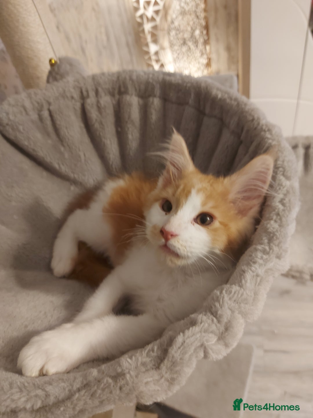 Maine Coon cats for sale: Beautiful XXL Maine-coon kittens 😸 ♥️  - Image 25