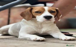 Beagle dogs for sale: Beagle puppies for sale,ready end of July - Image 13
