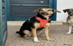 Mixed Breed dogs for sale: Very Special Mixed German Shepherd Girl (aged 3) - Image 2