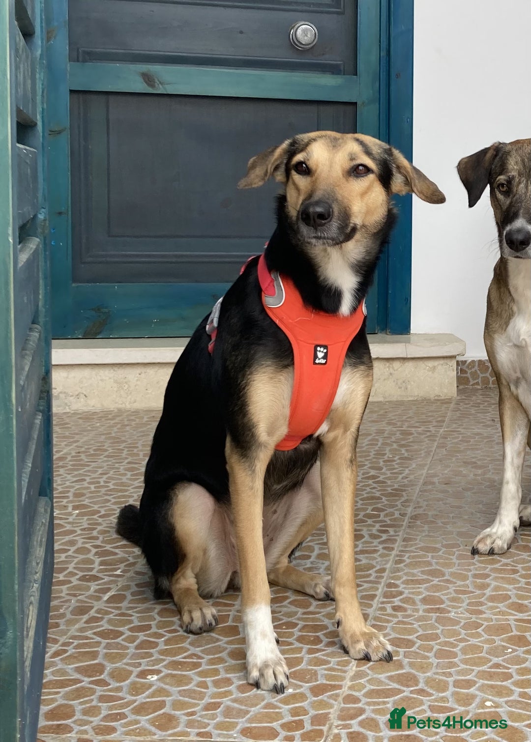 Mixed Breed dogs for sale: Very Special Mixed German Shepherd Girl (aged 3) - Image 2