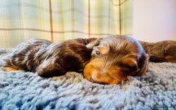 Miniature Dachshund dogs for sale: Gorgeous Long Haired KC Miniature Dachshunds - Image 12