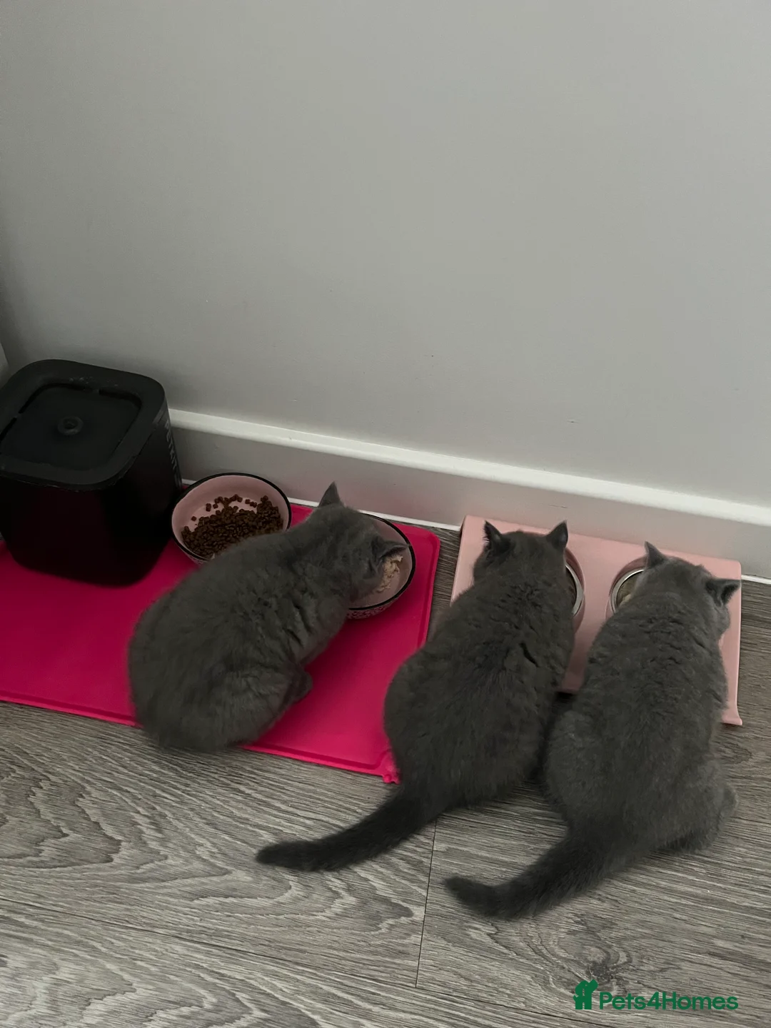 British Shorthair cats for sale: British Shorthair Kittens Available - Advert 23