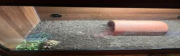 Tortoise reptiles for sale: Tortoise for sale  - Advert 5